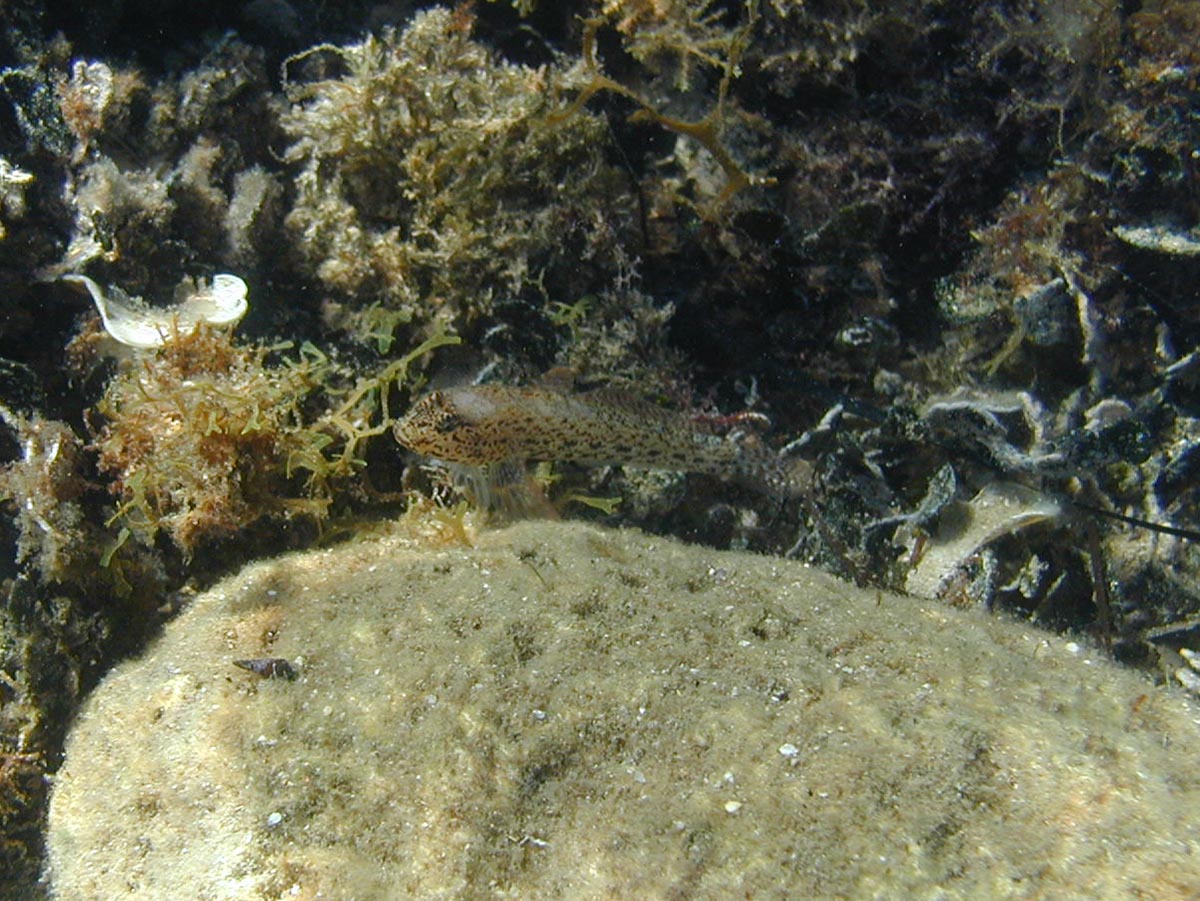 Gobius bucchichi